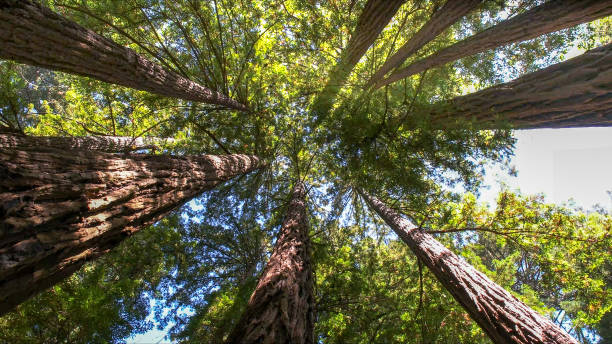 How Our Tree Care Process Works  in  Alamo, GA